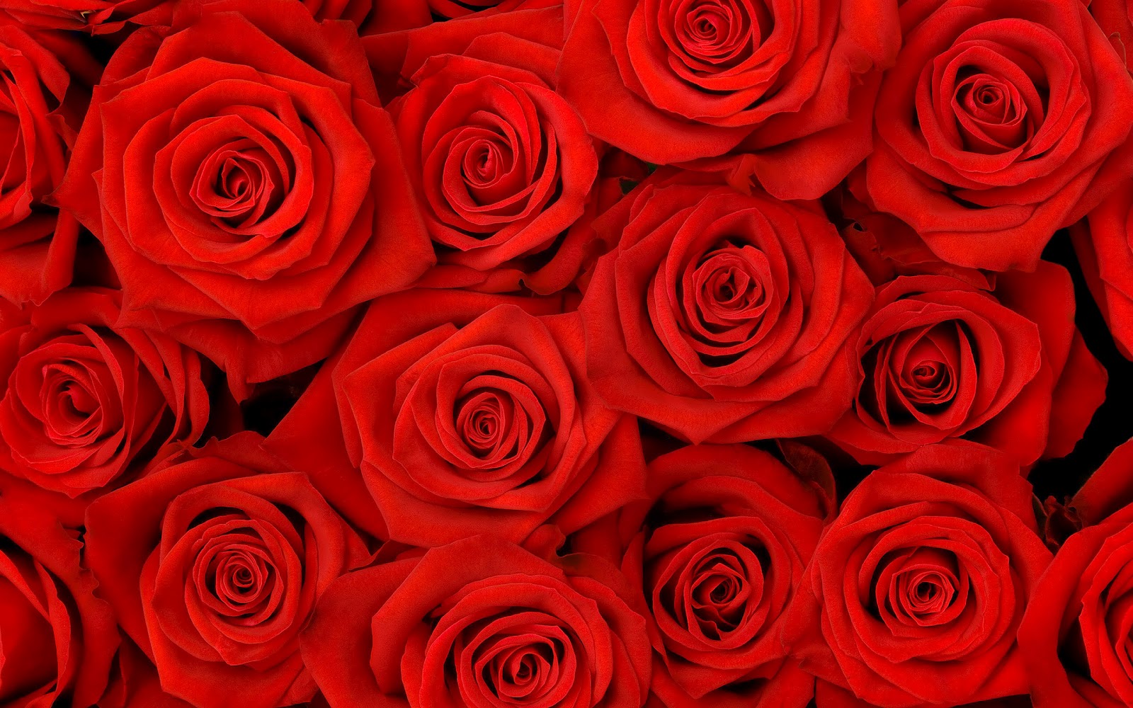 Mooie rozen achtergronden bureaublad hd bloemen roos wallpapers foto 